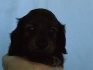 6月24日生まれカニンヘン・リリィの赤ちゃん　シェーデッドレッドの男の子