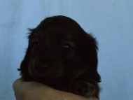 6月24日生まれカニンヘン・リリィの赤ちゃん　シェーデッドレッドの男の子