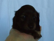 6月24日生まれカニンヘン・リリィの赤ちゃん　シェーデッドレッドの男の子