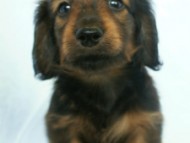 6月24日生まれカニンヘン・リリィの赤ちゃん　シェーデッドレッドの男の子　オーナーさん募集中です♪