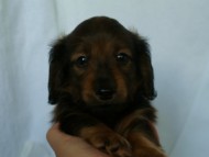 6月24日生まれカニンヘン・リリィの赤ちゃん　シェーデッドレッドの男の子　オーナーさん募集中です♪