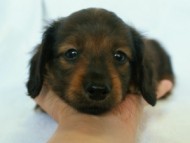 6月24日生まれカニンヘン・リリィの赤ちゃん　シェーデッドレッドの男の子　オーナーさん募集中です♪