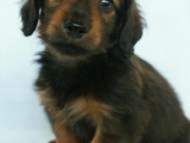 6月24日生まれカニンヘン・リリィの赤ちゃん　シェーデッドレッドの男の子　オーナーさん募集中です♪