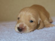 カニンヘンの８月２日出産マンドレの赤ちゃんクリーム