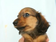 6月24日生まれカニンヘン・リリィの赤ちゃん　シェーデッドレッドの女の子