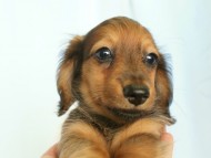 6月24日生まれカニンヘン・リリィの赤ちゃん　シェーデッドレッドの女の子