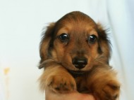 6月24日生まれカニンヘン・リリィの赤ちゃん　シェーデッドレッドの女の子