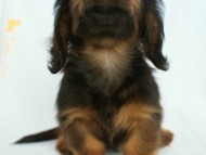 6月24日生まれカニンヘン・リリィの赤ちゃん　シェーデッドレッドの女の子