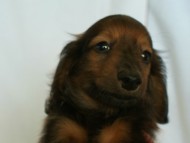 6月24日生まれカニンヘン・リリィの赤ちゃん　シェーデッドレッドの男の子　オーナーさん募集中です♪