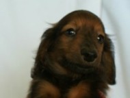 6月24日生まれカニンヘン・リリィの赤ちゃん　シェーデッドレッドの男の子　オーナーさん募集中です♪