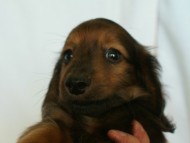 6月24日生まれカニンヘン・リリィの赤ちゃん　シェーデッドレッドの男の子　オーナーさん募集中です♪