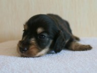 7月30日生まれカニンヘンダックス・あんずの赤ちゃん　ブラック&クリーム男の子