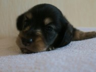 7月30日生まれカニンヘンダックス・あんずの赤ちゃん　ブラック&クリーム男の子