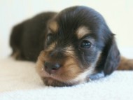 7月30日生まれカニンヘンダックス・あんずの赤ちゃん　ブラック&クリーム男の子