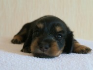 7月30日生まれカニンヘンダックス・あんずの赤ちゃん　ブラック&クリーム男の子
