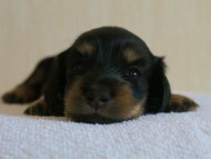 7月30日生まれカニンヘンダックス・あんずの赤ちゃん　ブラック&クリーム男の子