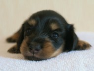 7月30日生まれカニンヘンダックス・あんずの赤ちゃん　ブラック&クリーム男の子