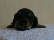 7月30日生まれカニンヘンダックス・あんずの赤ちゃん　ブラック&クリーム男の子