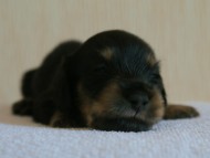 7月30日生まれカニンヘンダックス・あんずの赤ちゃん　ブラック&クリーム男の子