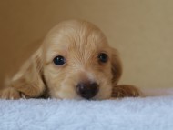 ８月２日出産マンドレの赤ちゃんクリーム男の子