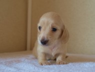 ８月２日生まれカニンヘンダックス・マンドレの赤ちゃんピュアクリーム女の子