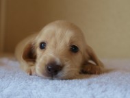 ８月２日生まれカニンヘンダックス・マンドレの赤ちゃんピュアクリーム女の子