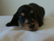 7月30日生まれカニンヘンダックス・あんずの赤ちゃん　ブラック&クリーム男の子②
