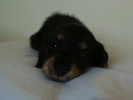 7月30日生まれカニンヘンダックス・あんずの赤ちゃん　ブラック&クリーム女の子