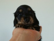 7月30日生まれカニンヘンダックス・あんずの赤ちゃん　ブラック&クリーム女の子