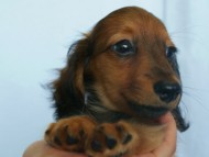 6月24日生まれカニンヘン・リリィの赤ちゃん　シェーデッドレッドの女の子