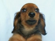 6月24日生まれカニンヘン・リリィの赤ちゃん　シェーデッドレッドの女の子