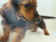 6月24日生まれカニンヘン・リリィの赤ちゃん　シェーデッドレッドの男の子