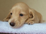 ８月２日生まれカニンヘンダックス・マンドレの赤ちゃんクリーム男の子