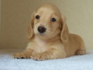 ８月２日生まれカニンヘンダックス・マンドレの赤ちゃんクリーム男の子