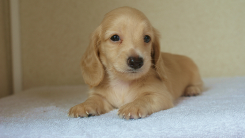 香川県 カニヘンダックス 香川県 カニヘンダックス