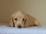 カニンヘンダックス　ブラック&クリーム　シェーデットクリーム