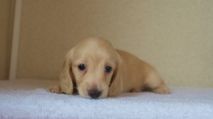 カニンヘンダックス ブラック&クリーム シェーデットクリーム カニンヘンダックス ブラック&クリーム シェーデットクリーム