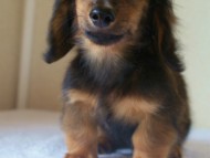 6月24日生まれカニンヘン・リリィの赤ちゃん　シェーデッドレッドの男の子　オーナーさん募集中です♪