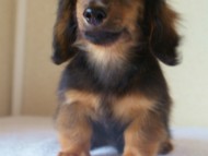 6月24日生まれカニンヘン・リリィの赤ちゃん　シェーデッドレッドの男の子