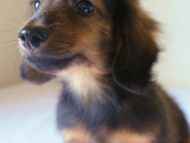 6月24日生まれカニンヘン・リリィの赤ちゃん　シェーデッドレッドの男の子