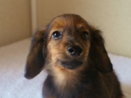 6月24日生まれカニンヘン・リリィの赤ちゃん　シェーデッドレッドの男の子