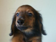 6月24日生まれカニンヘン・リリィの赤ちゃん　シェーデッドレッドの男の子