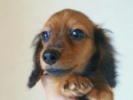 6月24日生まれカニンヘン・リリィの赤ちゃん　シェーデッドレッドの女の子