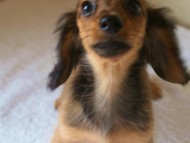 6月24日生まれカニンヘン・リリィの赤ちゃん　シェーデッドレッドの女の子