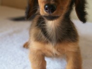 6月24日生まれカニンヘン・リリィの赤ちゃん　シェーデッドレッドの女の子