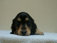 7月30日生まれカニンヘンダックス・あんずの赤ちゃん　ブラック&クリーム男の子①