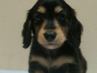 7月30日生まれカニンヘンダックス・あんずの赤ちゃん　ブラック&クリーム男の子①