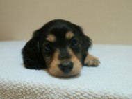 カニヘン　子犬　石川県