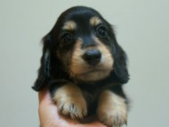 7月30日生まれカニンヘンダックス・あんずの赤ちゃん　ブラック&クリーム男の子①