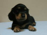 7月30日生まれカニンヘンダックス・あんずの赤ちゃん　ブラック&クリーム男の子②